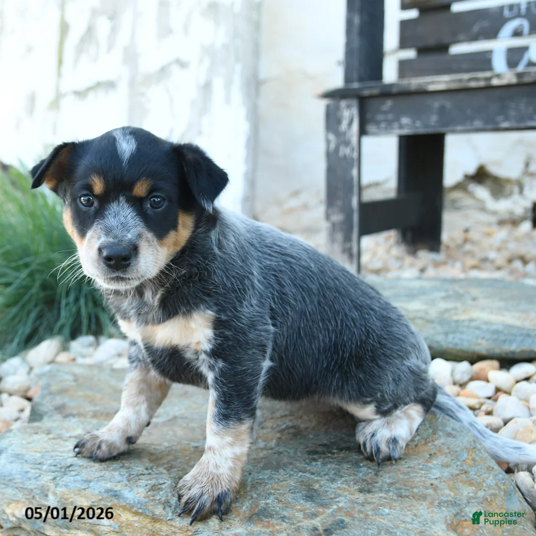Australian Cattle Dog dogs for sale: Josephine - Ad 3