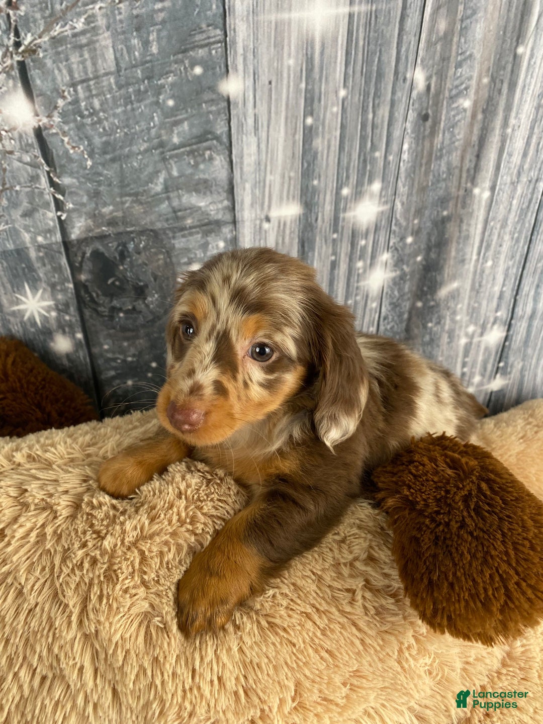 Miniature Dachshund dogs for sale: Raven - Ad 13