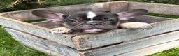 French Bulldog dogs for sale: Kitkat - Ad 5
