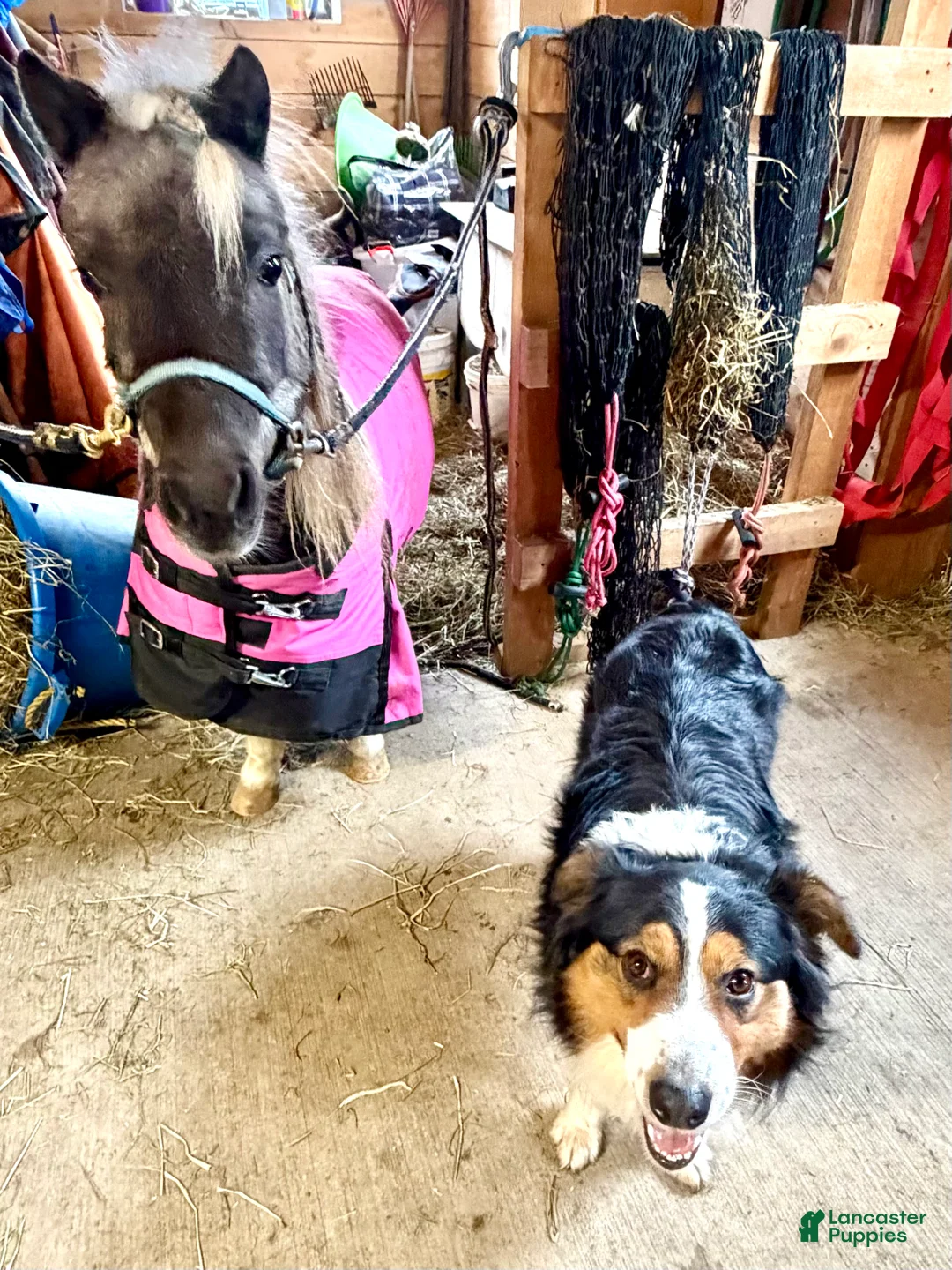 Australian Shepherd dogs for sale: Wrangler - Ad 6