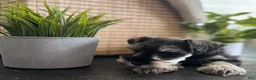 Miniature Schnauzer dogs for sale: Max - Ad 10