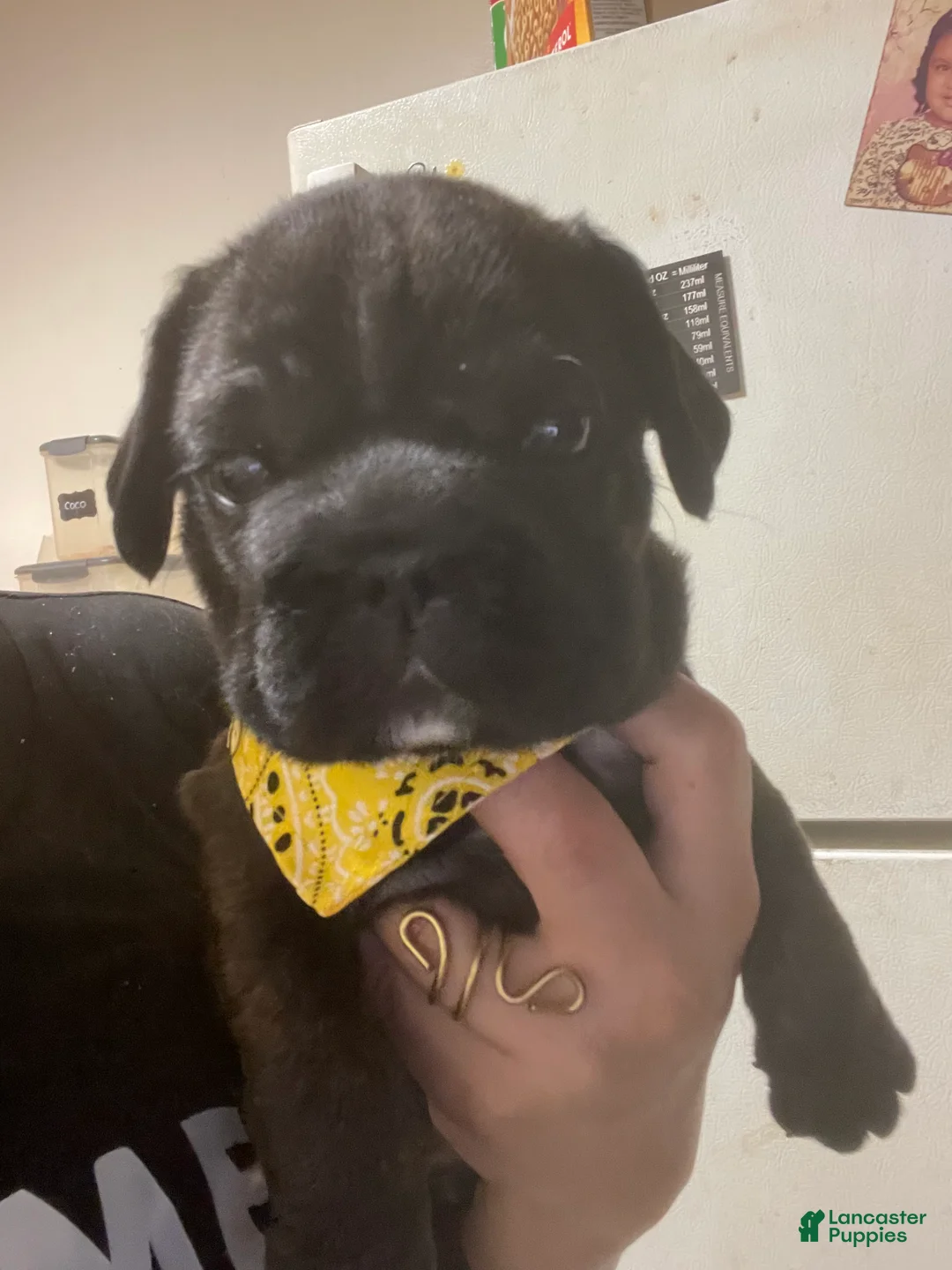 French Bulldog dogs for sale: Mr Pooh Shystie - Ad 2