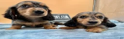 Miniature Dachshund dogs for sale: Miniature Dachshund Puppy 2 - Ad 4