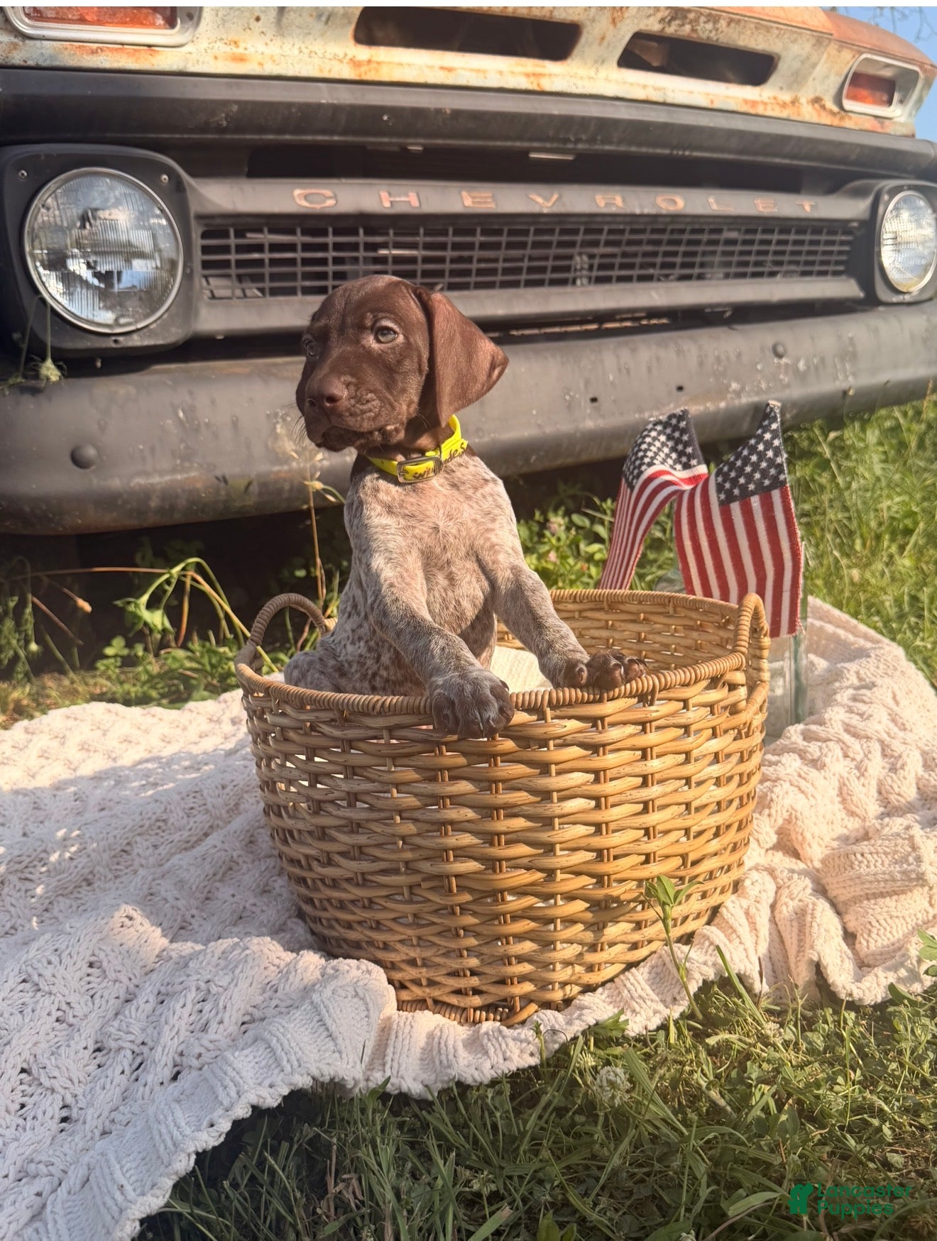 German Shorthaired Pointer dogs Fields  - Ad 2