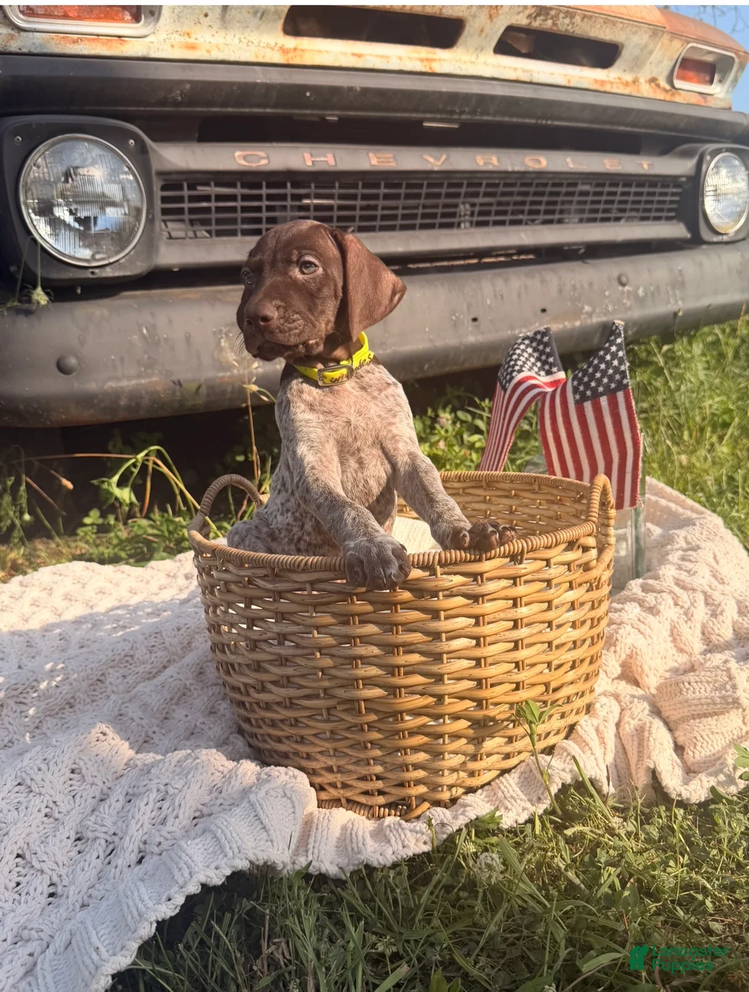 German Shorthaired Pointer dogs for sale: Fields  - Ad 2