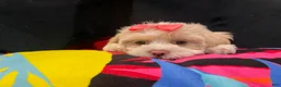Shih Tzu dogs for sale: Leelee - Ad 7