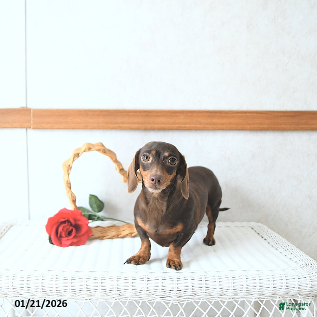 Mixed Breed dogs for sale: Sweetheart - Ad 6