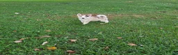 Pomsky dogs for sale: Peanut  - Ad 5