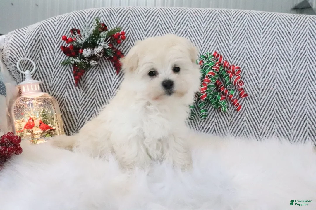 Pomapoo dogs for sale: Buddy - Ad 5