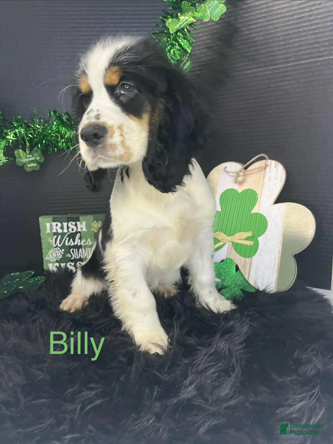 English Springer Spaniel dogs for sale: Billy - Ad 2