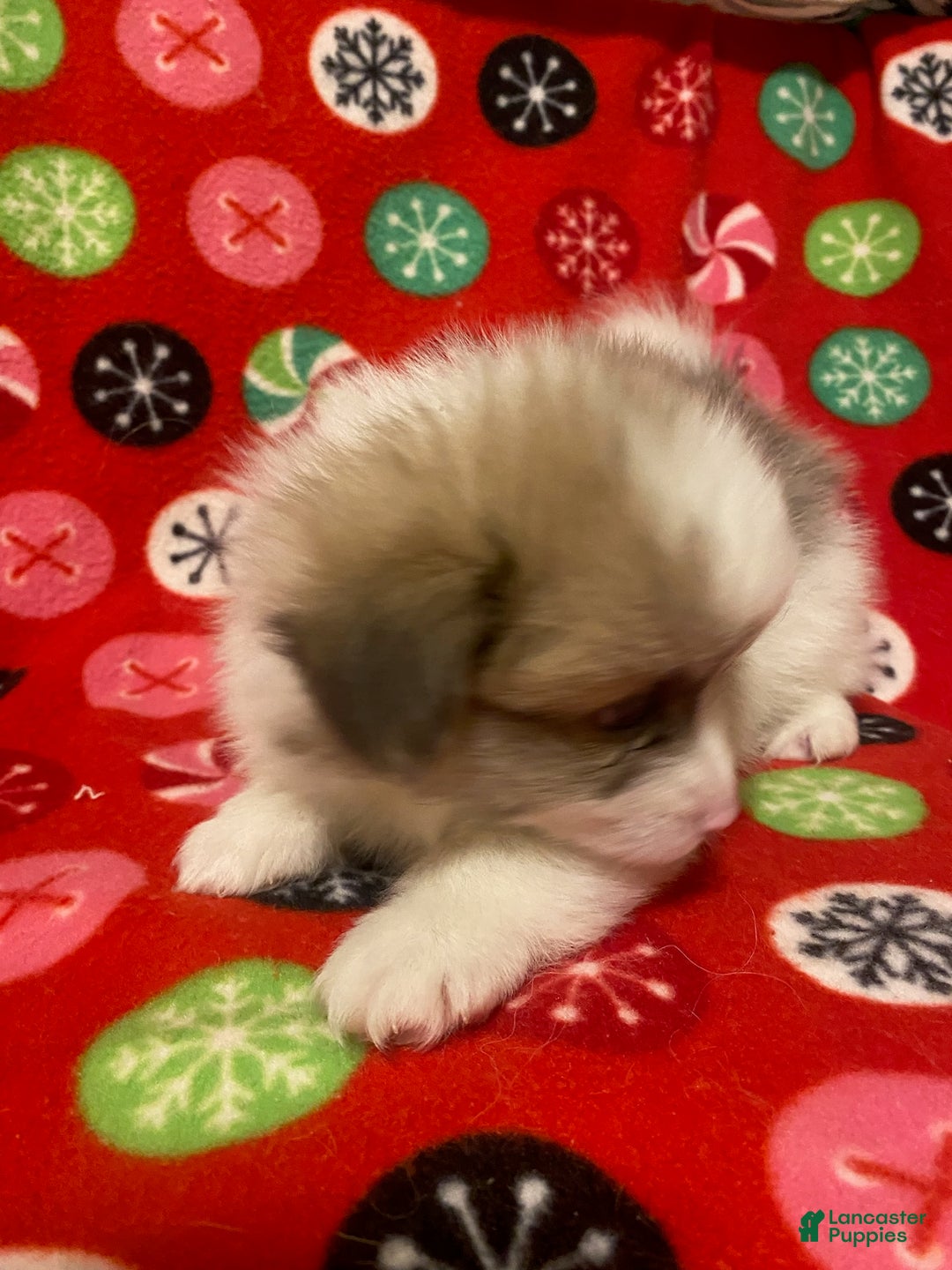 Pomeranian dogs for sale: Pomeranian Puppy Sparky - Ad 3