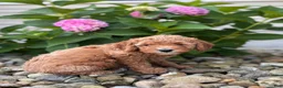 Whoodle dogs for sale: Mini North Carolina (Nora) - Ad 3