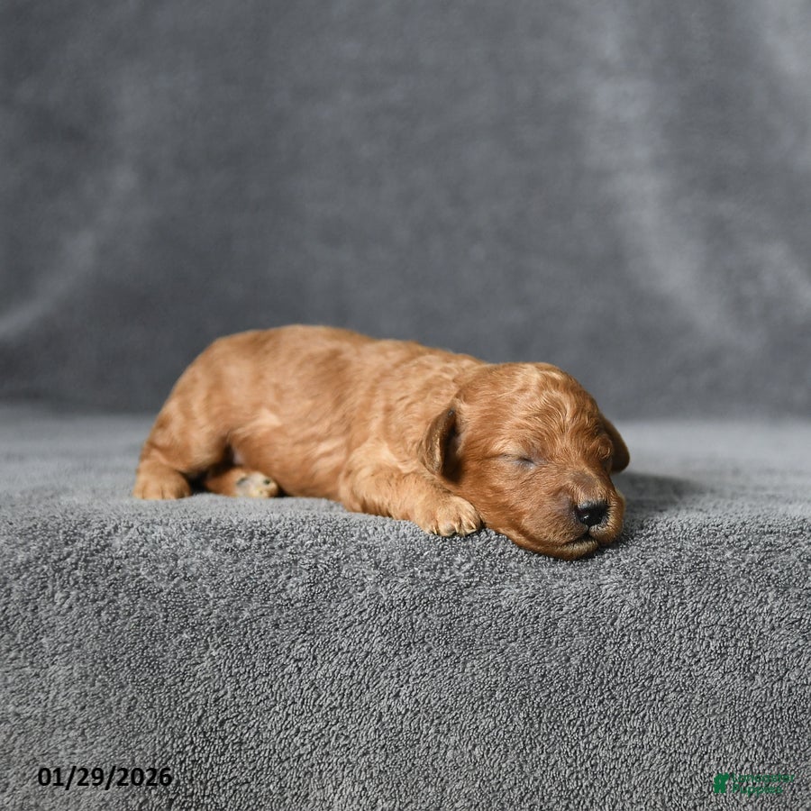Toy Poodle dogs Joey - Ad 8