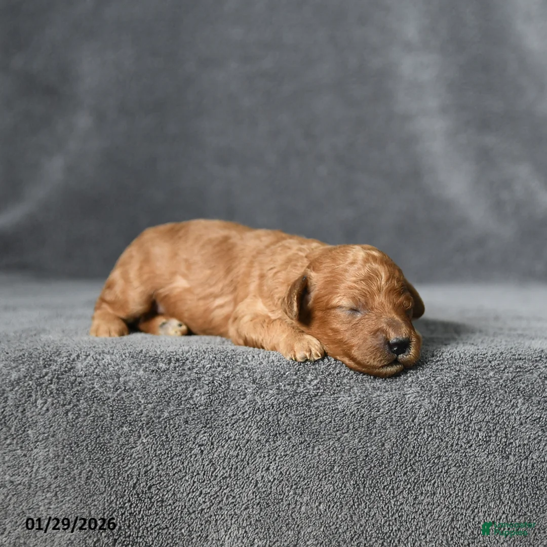 Toy Poodle dogs for sale: Joey - Ad 1