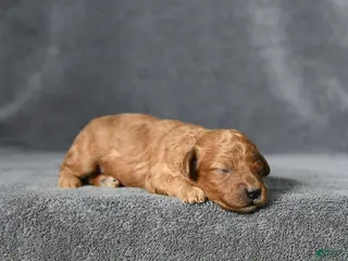 Toy Poodle dogs Joey - Ad 8