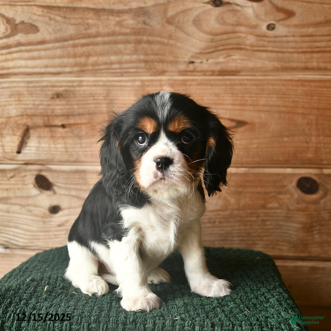 Cavalier King Charles Spaniel dogs for sale: Owen  - Ad 2