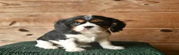 Cavalier King Charles Spaniel dogs for sale: Owen  - Ad 2