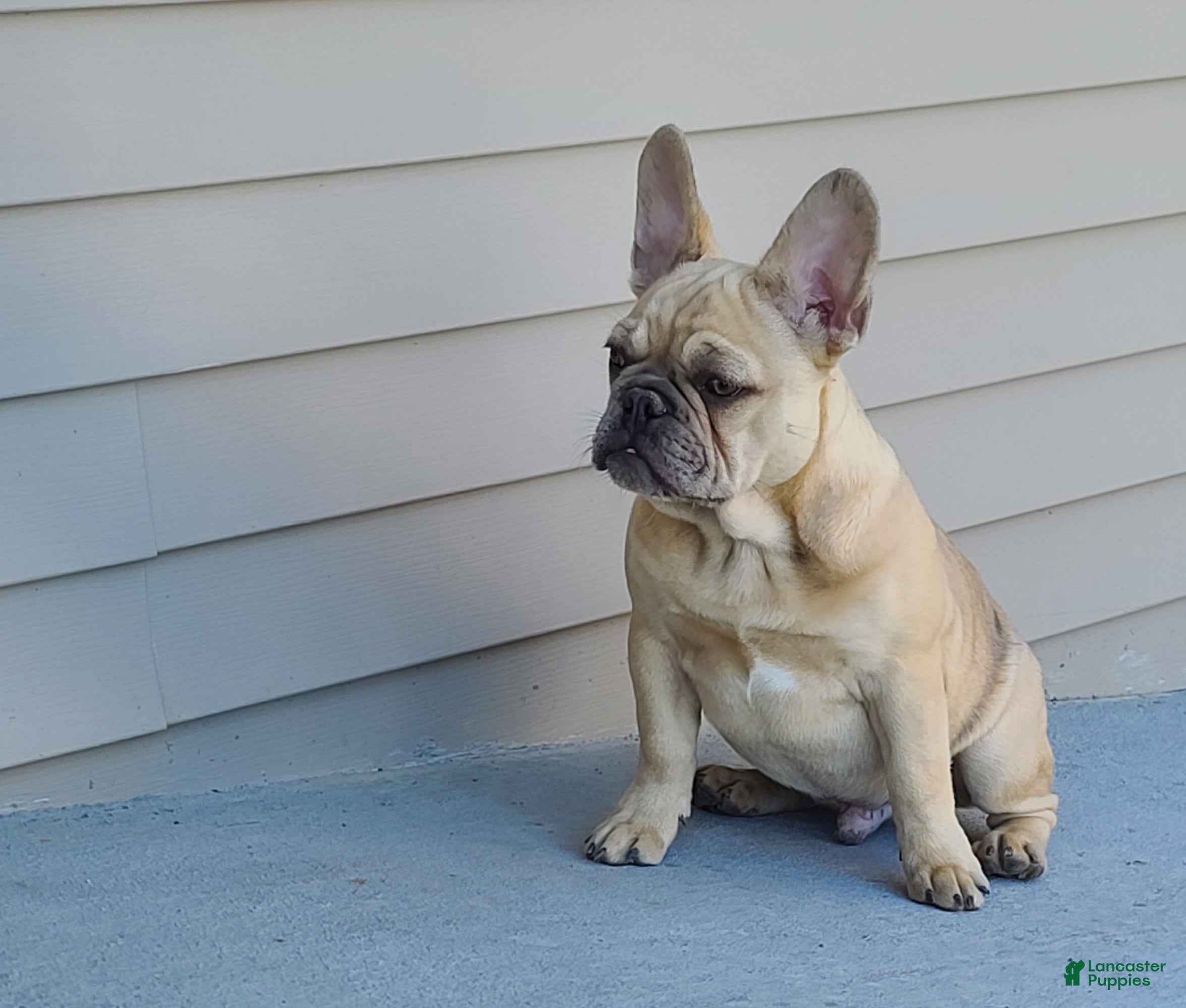 French Bulldog dogs Coco merle male - Ad 2