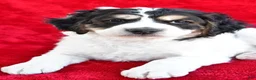 Mixed Breed dogs for sale: Colleen - Ad 6