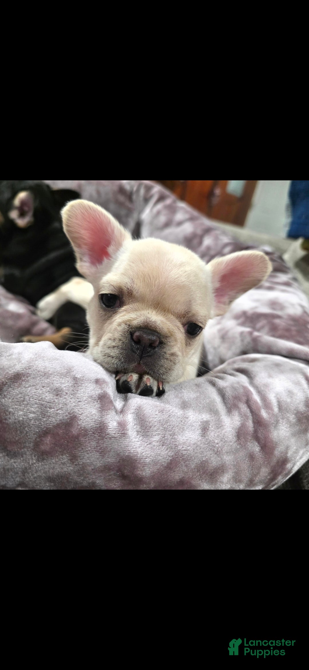 French Bulldog dogs Rey  - Ad 1