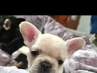 French Bulldog dogs Rey - Ad 2