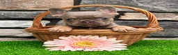 French Bulldog dogs for sale: Hope - Ad 5