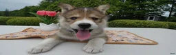 Welsh Corgi Pembroke dogs for sale: Puppy 2 Kody - Ad 3