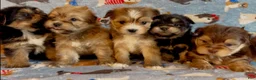 Shorkie dogs for sale: Shorkie 2 - Ad 21