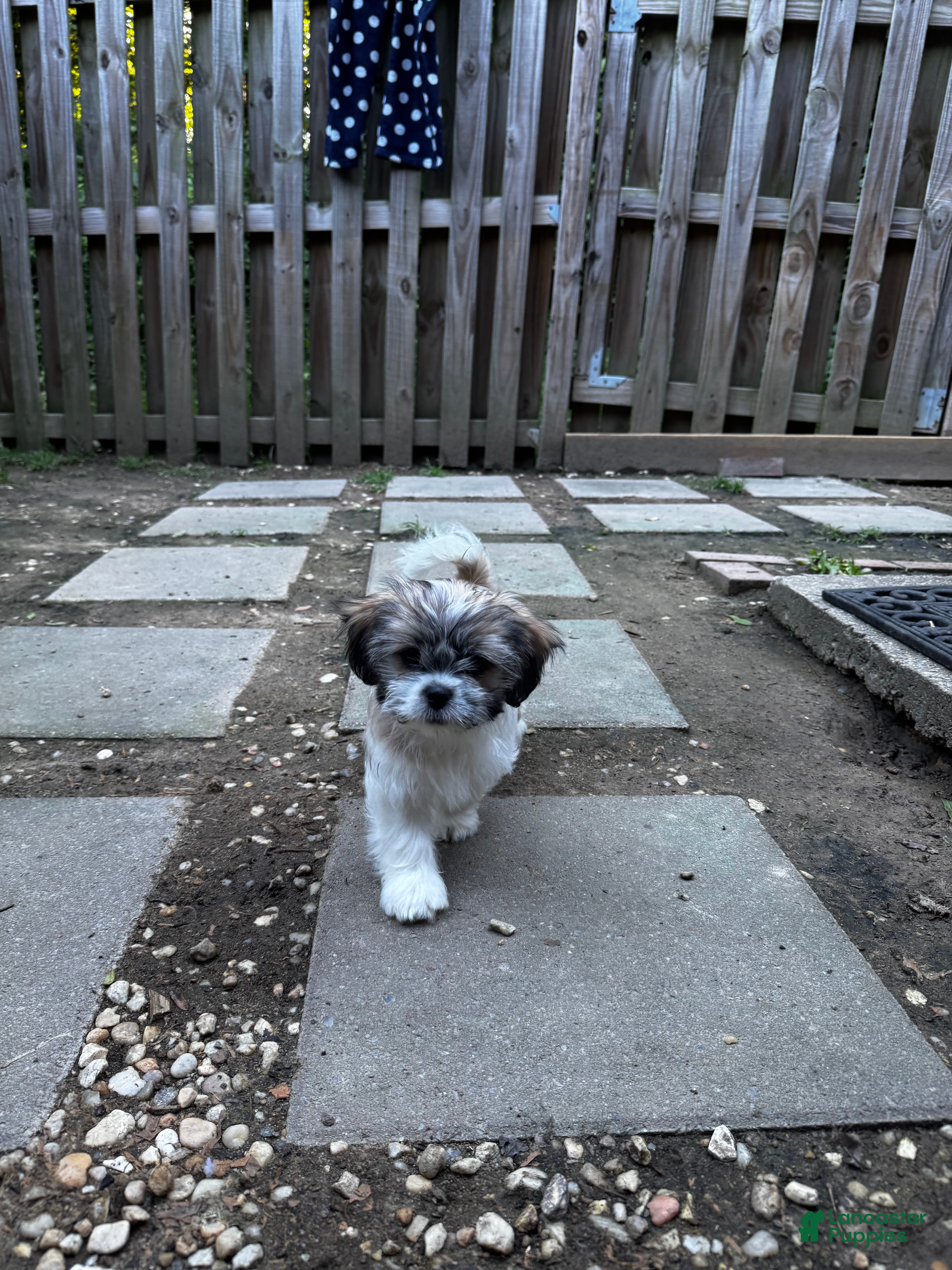 Shih Tzu dogs for sale: Margarita  - Ad 5