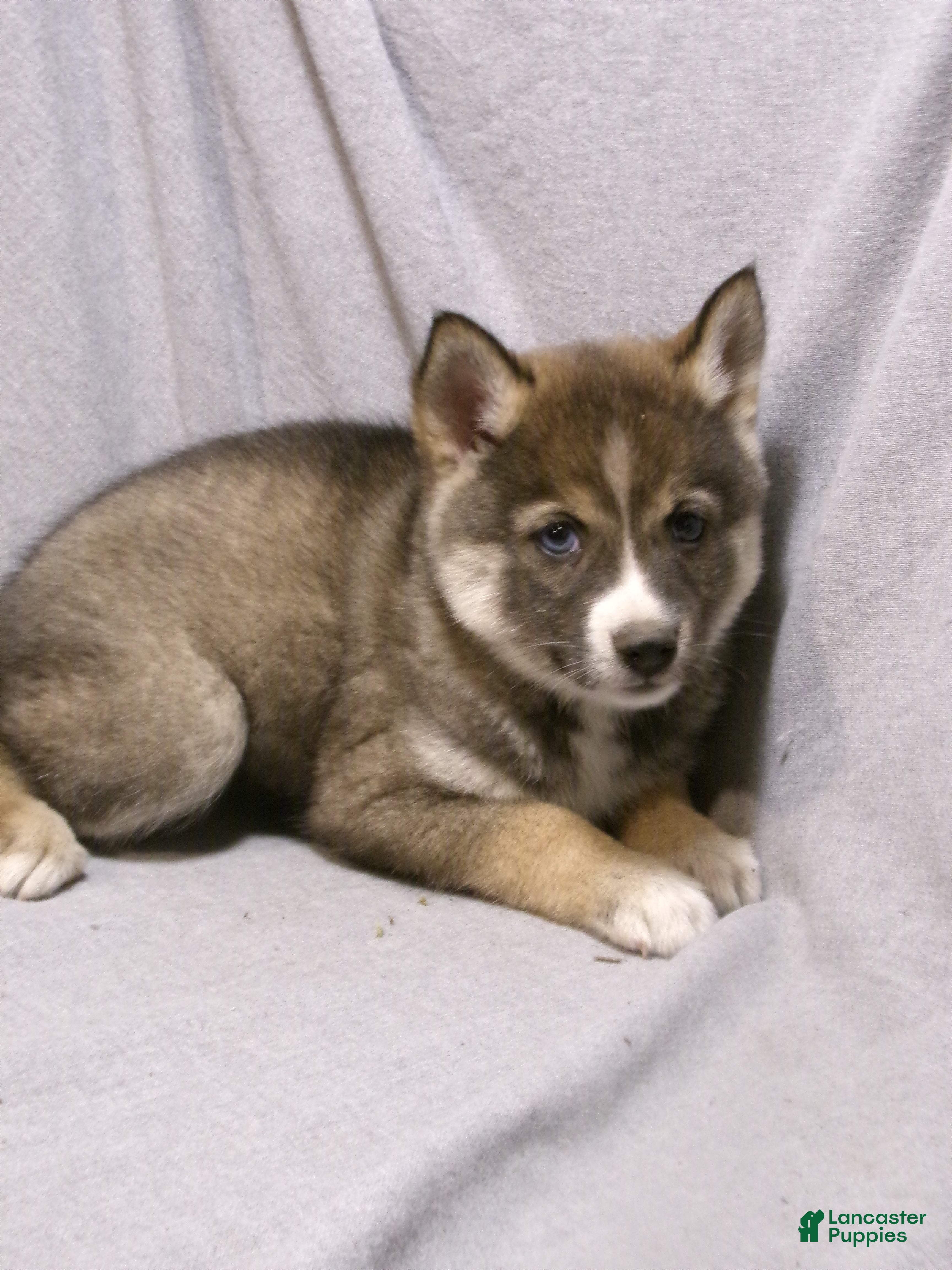 Pomsky dogs Jaxson - Ad 2