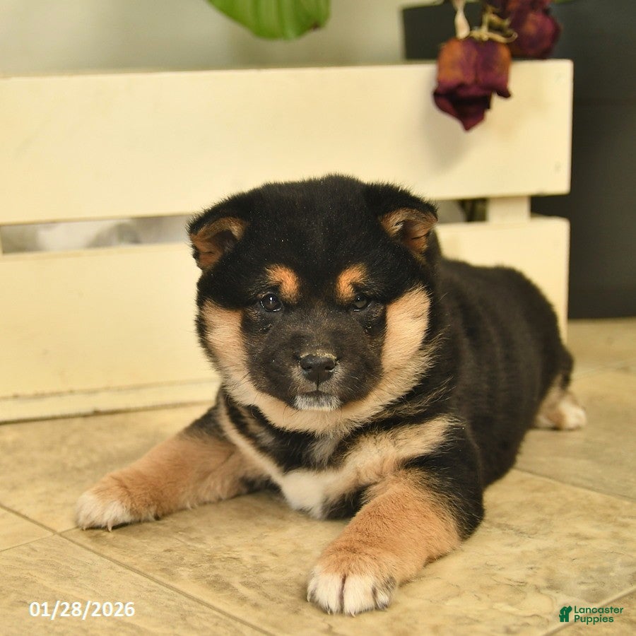 Shiba Inu dogs Chocolate  - Ad 2