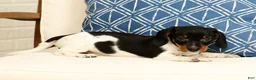 Miniature Dachshund dogs for sale: Reed - Ad 7