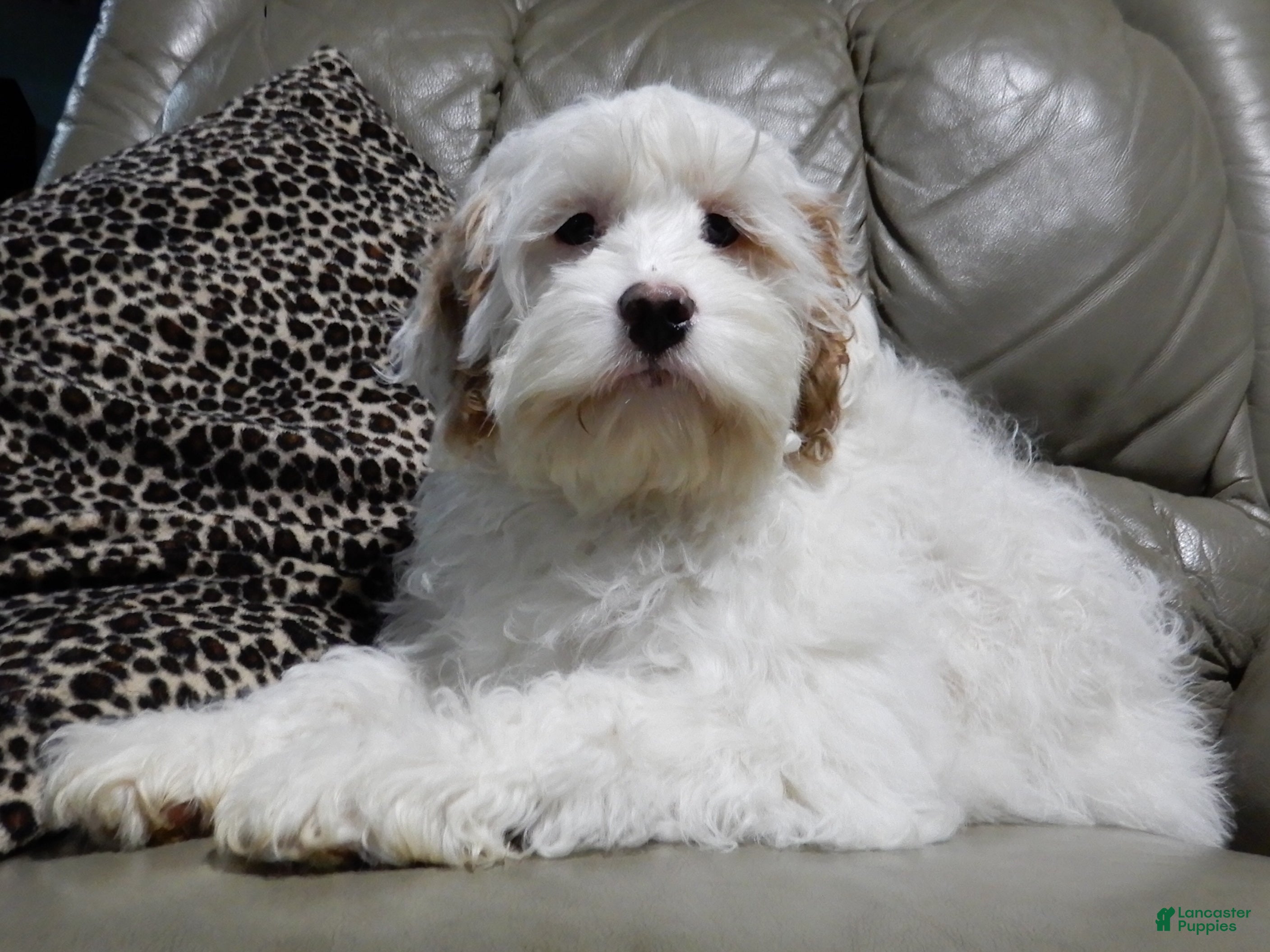 Cockapoo dogs Rover - Ad 2