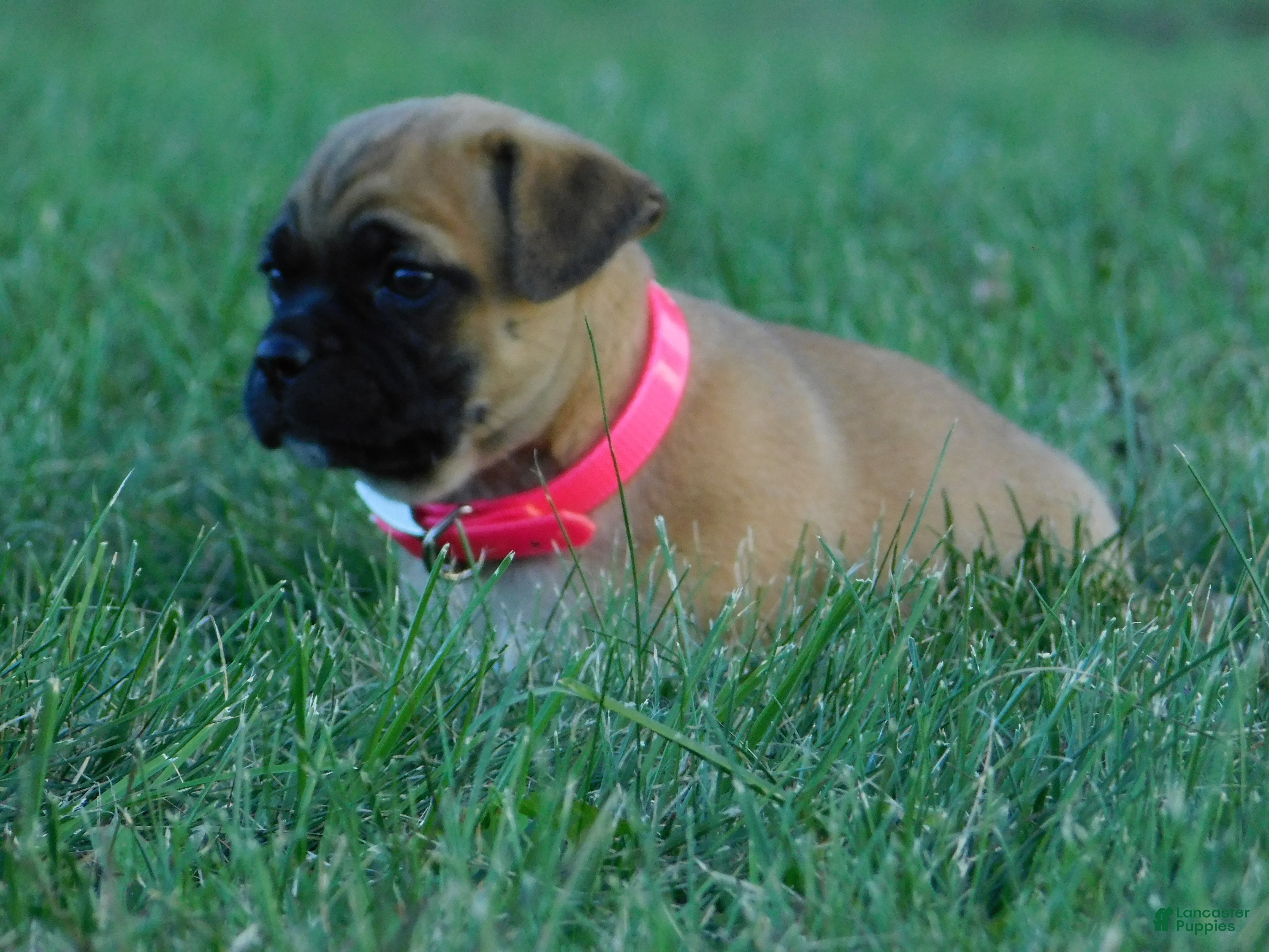 Jug dogs Peony - Ad 2