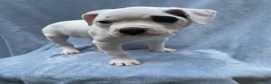 American Bulldog Puppy 2