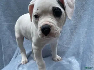 American Bulldog dogs American Bulldog Puppy 2 - Ad 3