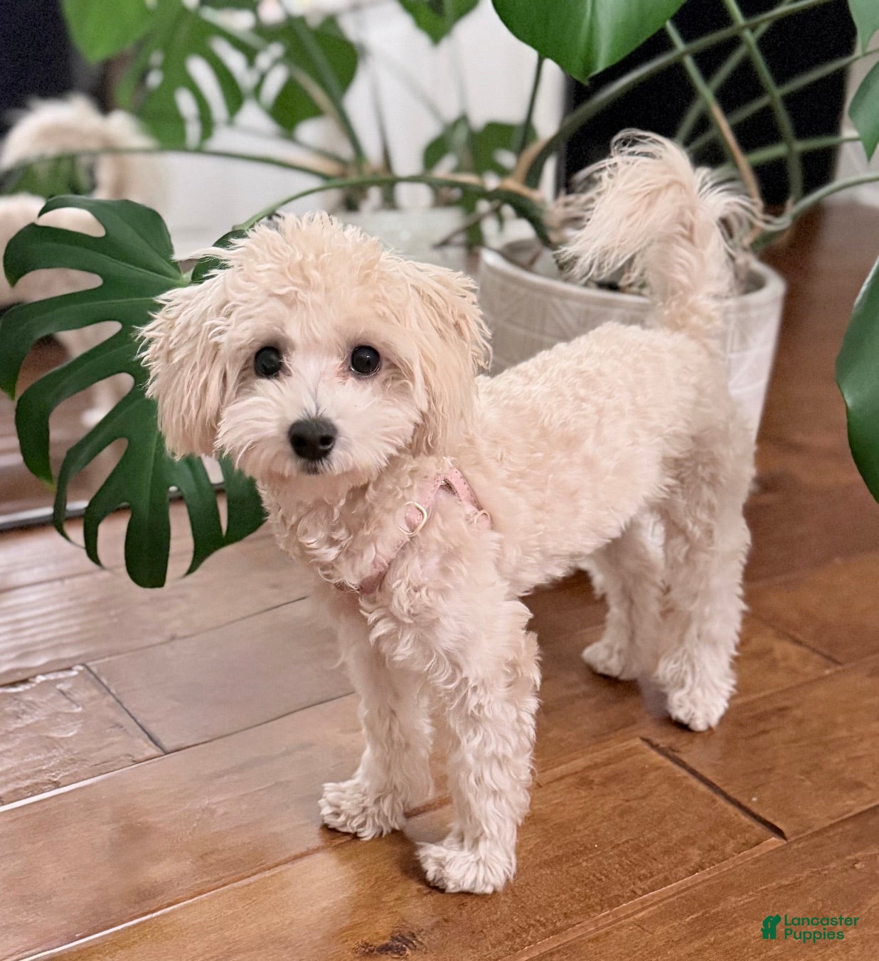 Maltipoo dogs Toffee - Ad 15