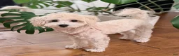 Maltipoo dogs for sale: Toffee - Ad 1