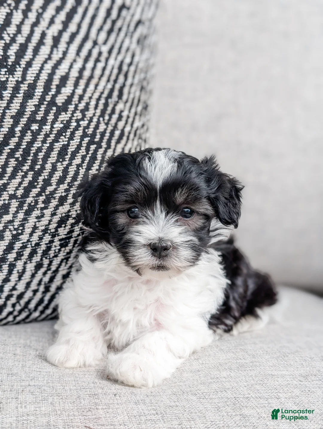 Havanese dogs for sale: Luna - Ad 1