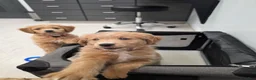 Mini Goldendoodle dogs for sale: Mini Goldendoodle 2 - Ad 6