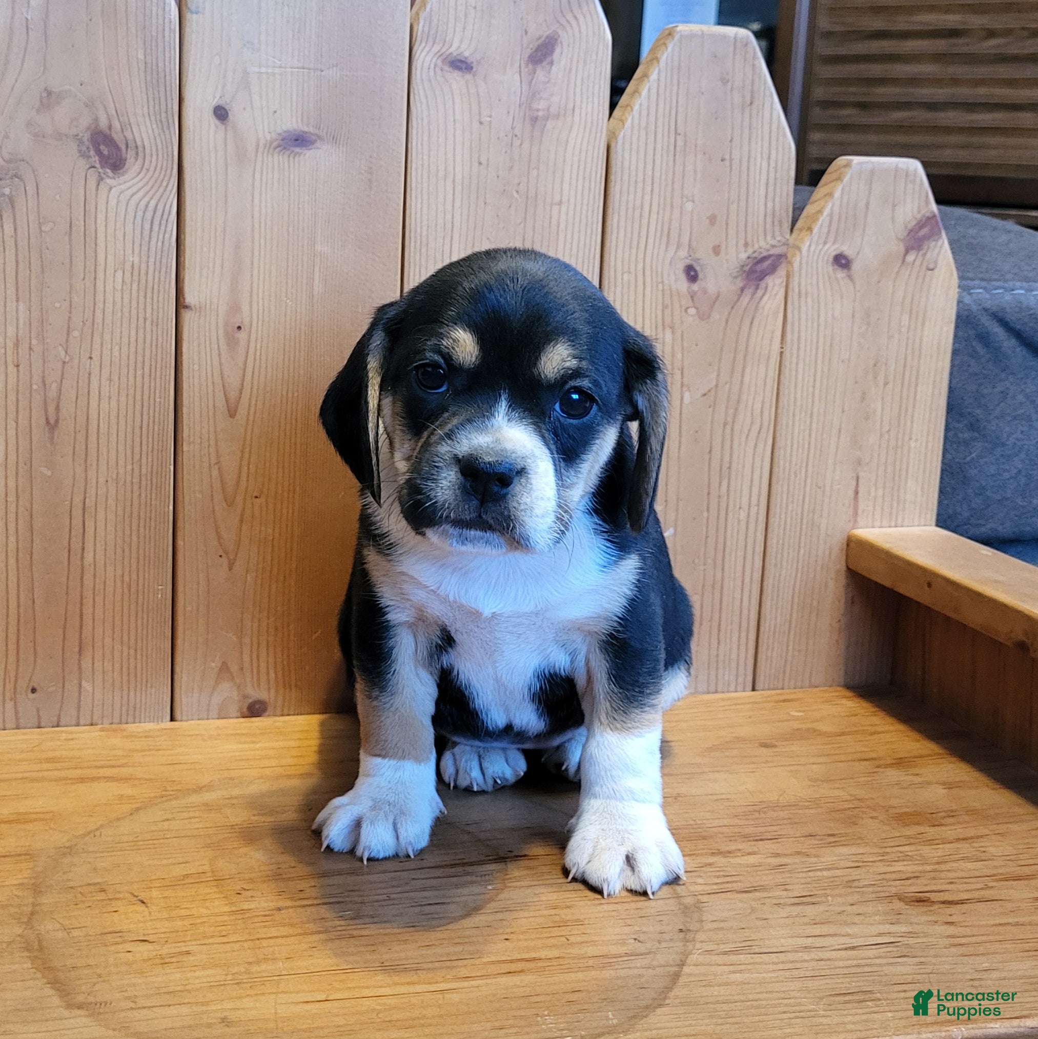 Puggle dogs Maddie - Ad 4