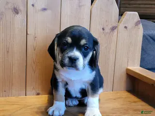 Puggle dogs Maddie - Ad 4