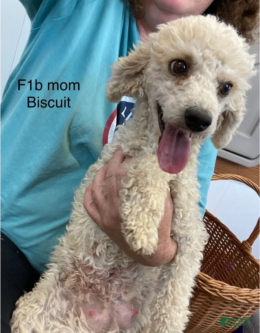 Mini Goldendoodle dogs for sale: Mini Goldendoodle Puppy Nick  - Ad 9