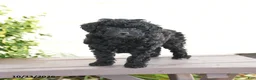 Miniature Poodle dogs for sale: Asher - Ad 3