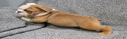 English Bulldog dogs for sale: Bobbi - Ad 3