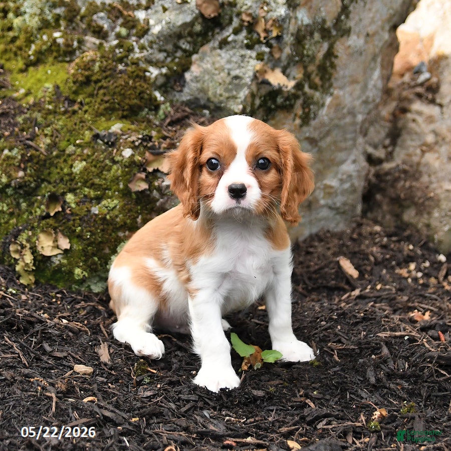 Cavalier King Charles Spaniel dogs Danny - Ad 2