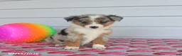 Miniature Australian Shepherd dogs for sale: Amber - Ad 3