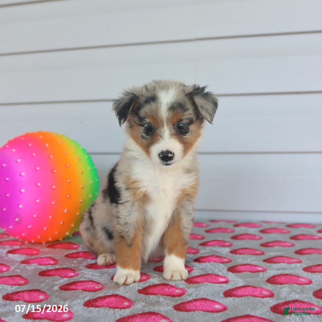 Miniature Australian Shepherd dogs for sale: Amber - Ad 3