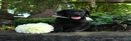 Labrador Retriever dogs for sale: Tyler - Ad 4