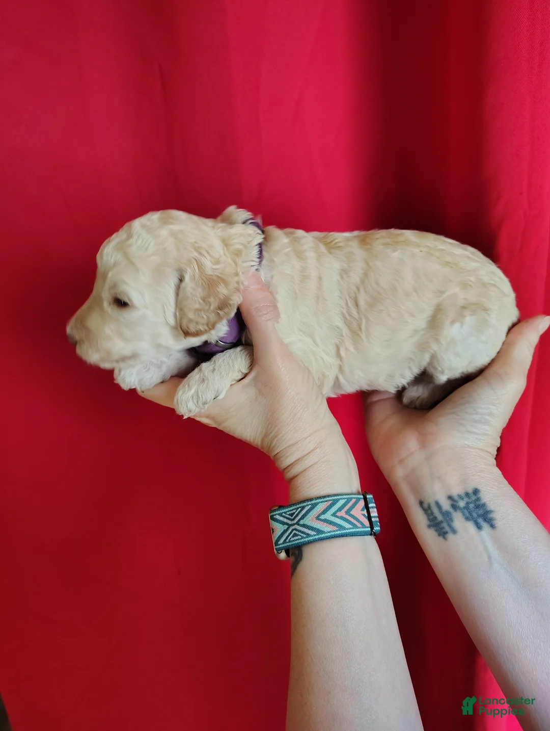Standard Poodle dogs for sale: Standard Poodle Puppy 6 - Ad 1